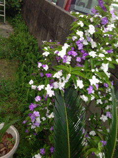 image-20130530104308.png